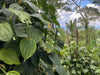 Black Peppercorns farm in Sri Lanka
