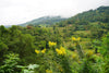 Raksha Spices are grown in Kandy, Sri Lanka.