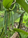 Sri Lankan Vanilla beans. Free Shipping. Whole sale spices