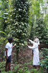 Black pepper farm in Sri Lanka