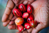 Why Fresh-Ground Nutmeg Powder Tastes Different Raksha