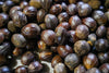 Single origin Nutmeg from Sri Lanka