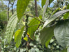 Black pepper farming | buy bulk black pepper | grown in Sri lanka
