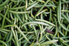 Raw Sri Lanka vanilla beans by Raksha | freshly collected | vanilla beans before processing