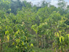 Ceylon Cinnamon farming | Buy bulk | wholesale cinnamon sticks