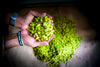 green cardamom for sale from Sri Lanka